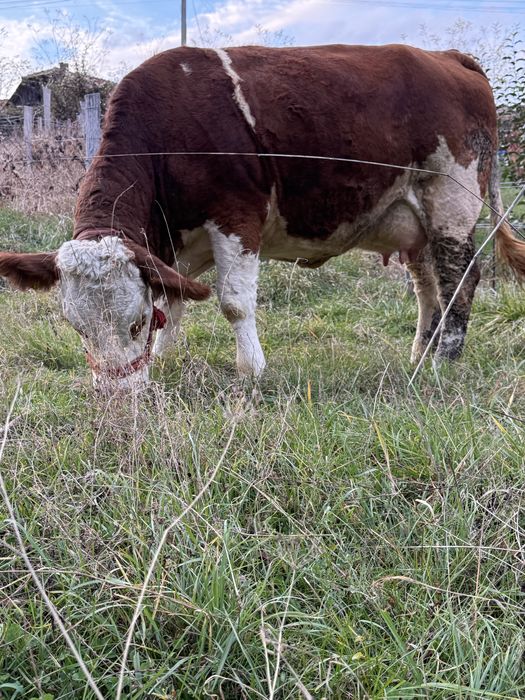 Vaca de vanzare cu tauras