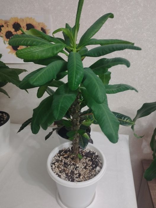 Кротоны пёстрые  ,район Евразии