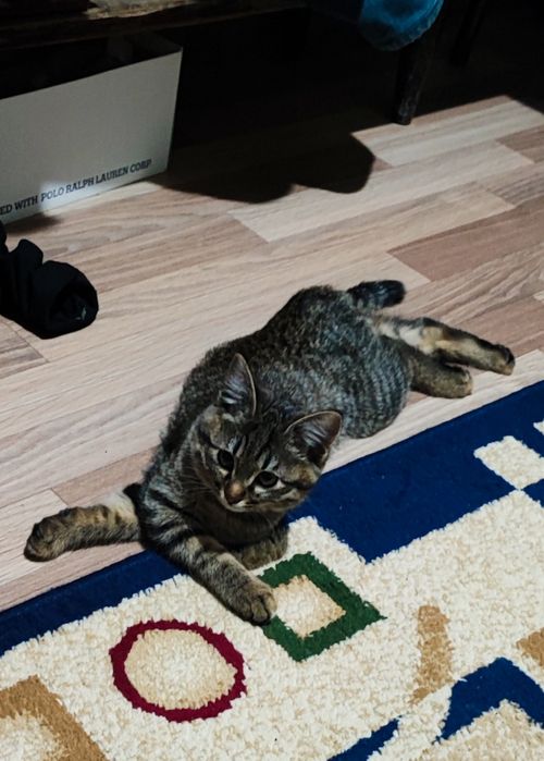 Отдам в добрые руки