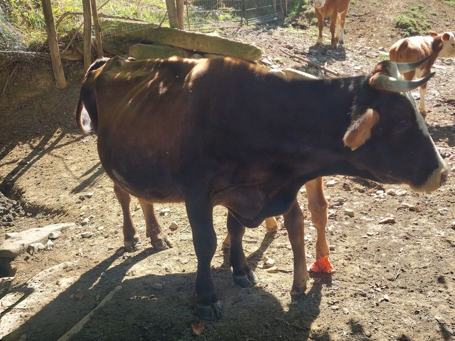 Vând vaca cu lapte