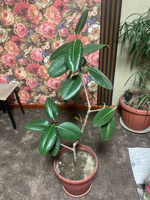 Шефлера, каланхоэ, фикусы, педилантус, сансевиерия, кактус, традисканц