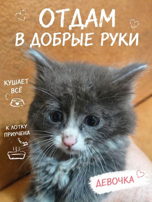 Котята отдам в добрые руки