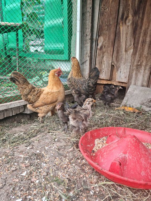 Продам цыплят и петушка