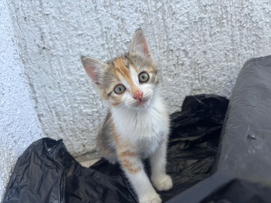 Подарявам котенца