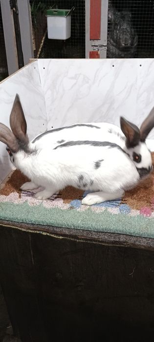 Iepuri fluture german