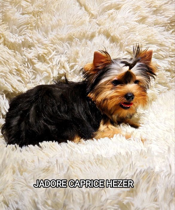 Продаются щенки йоркширского терьера