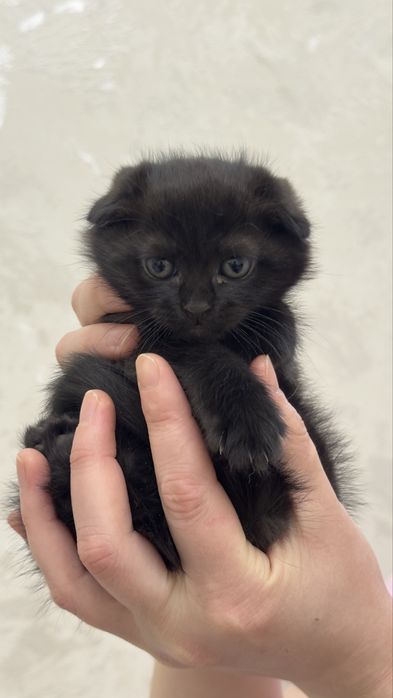 Продаю шотладскую вислоуху малчика