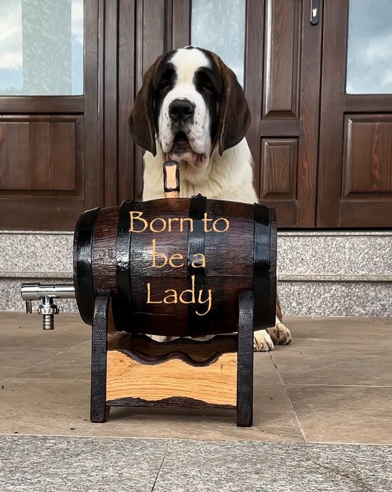 Femela de Saint Bernard cu Pedigree