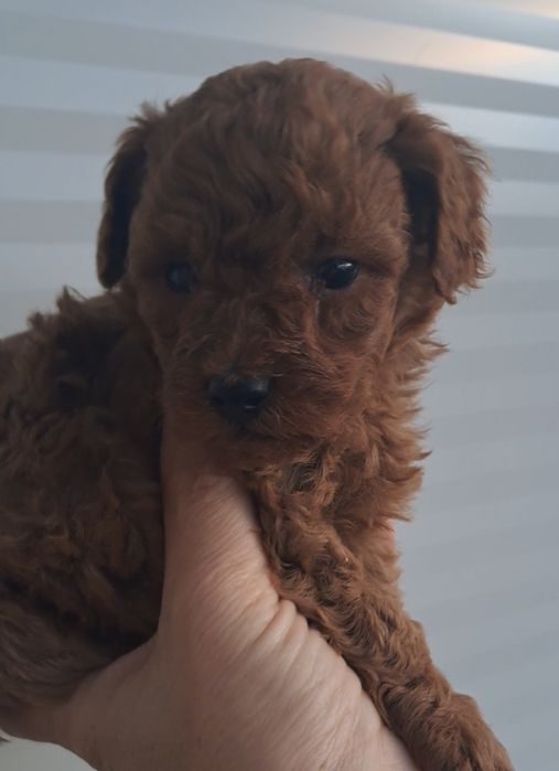 Пуделчета    Той