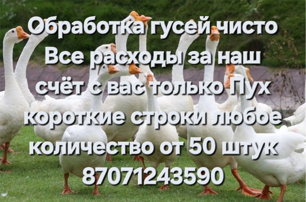 Ощип гусей бесплатно