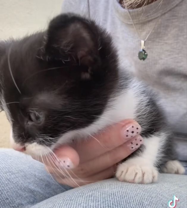 Подарявам котенце !!!