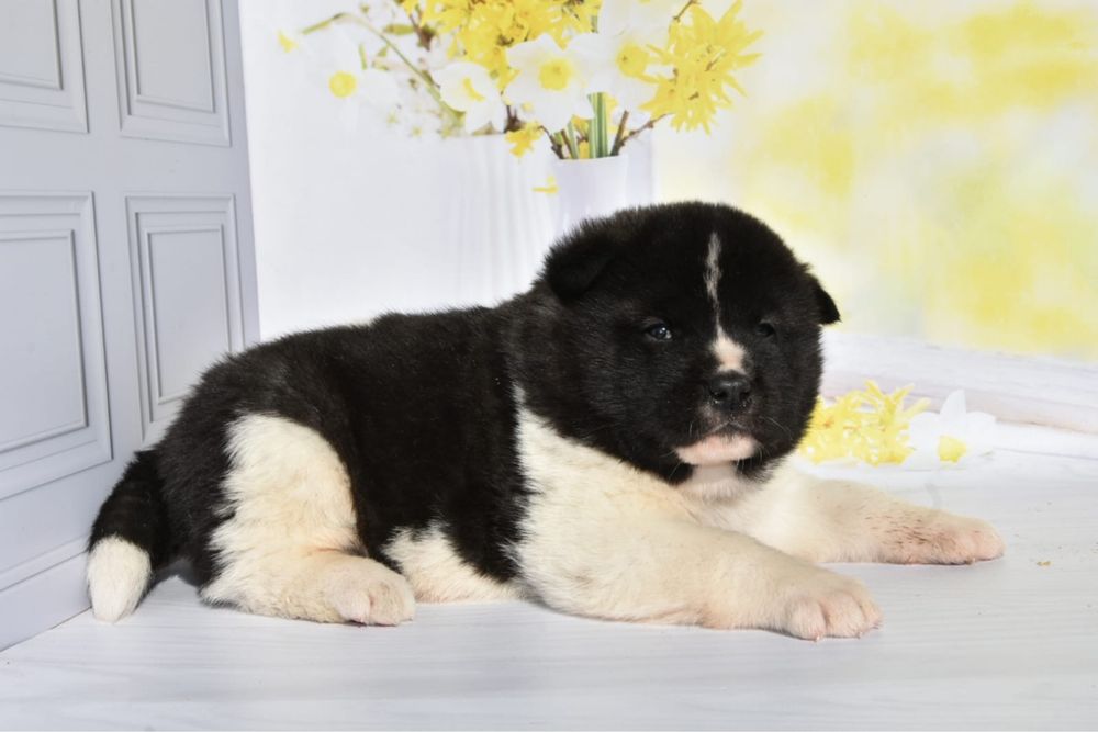 Американская Акита