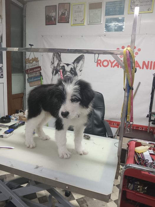 Frizerie Canina  Buzau