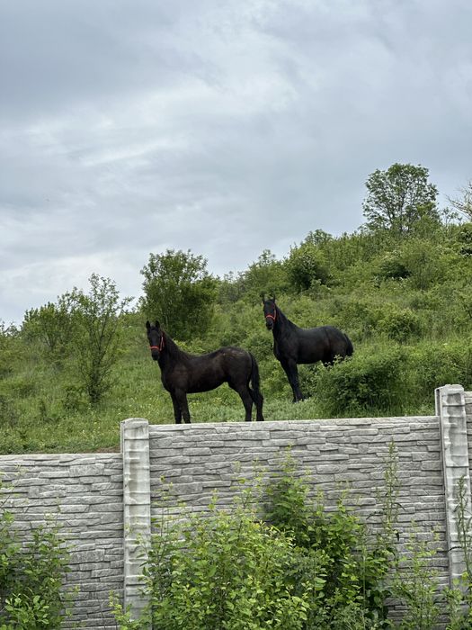 Se vinde iapa cu manza de frizian