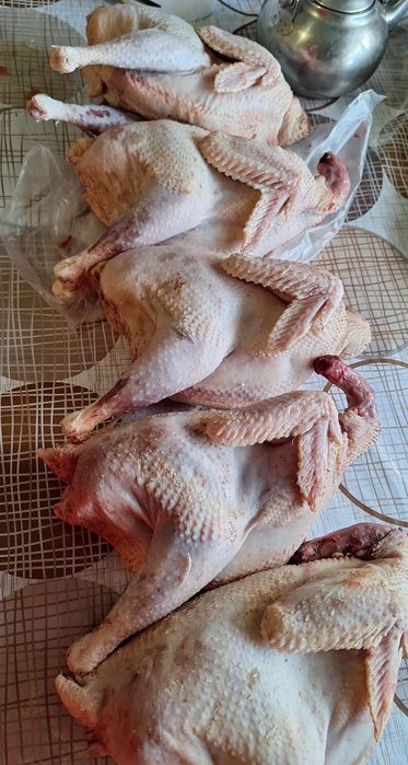 Куры домашние суповые