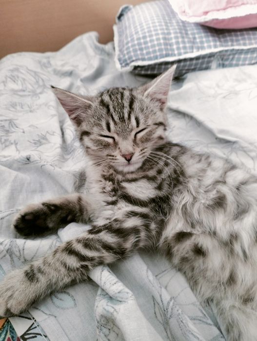 кошка шотландский