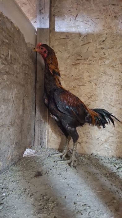 Продам петуха дакан