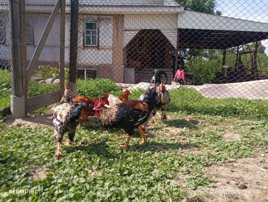 Продам домашних курей