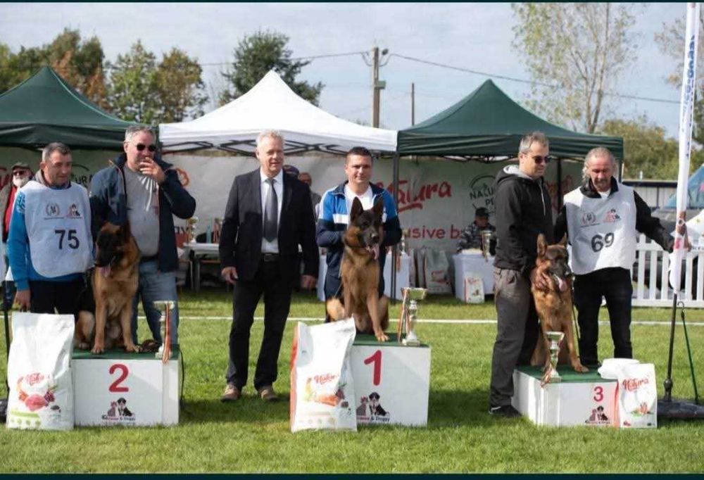 Vând mascul ciobanesc german