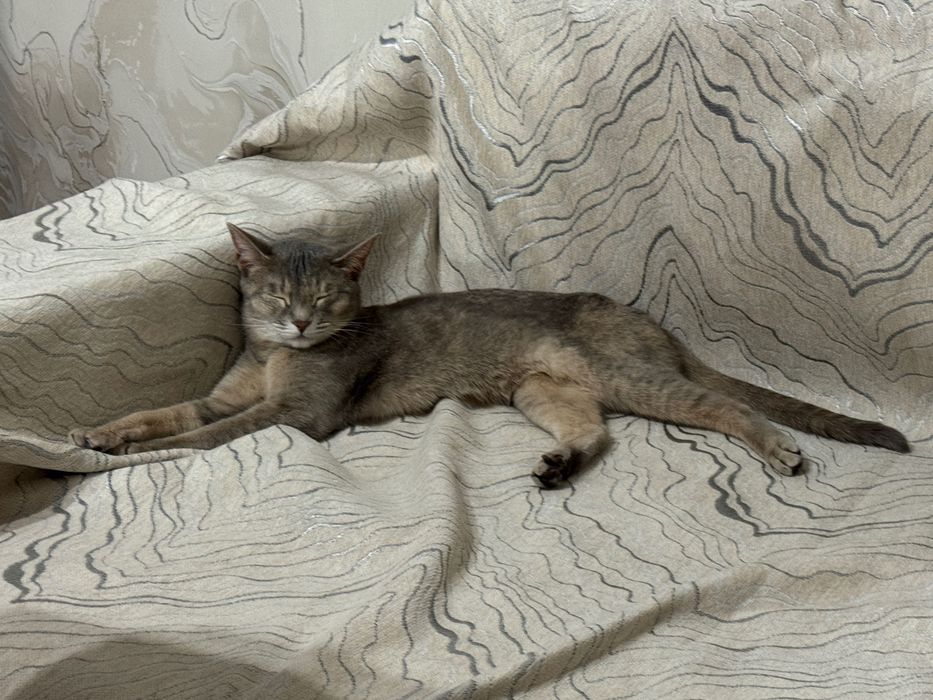 Кошка пародистая