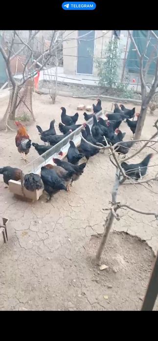 Гозалкент Думолок мфй да Зотли товуклар сотилади  25 дона