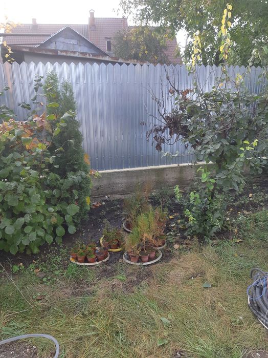 Vand tuia diferite marimi ,modele