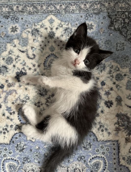 Отдам котят в хорошие руки