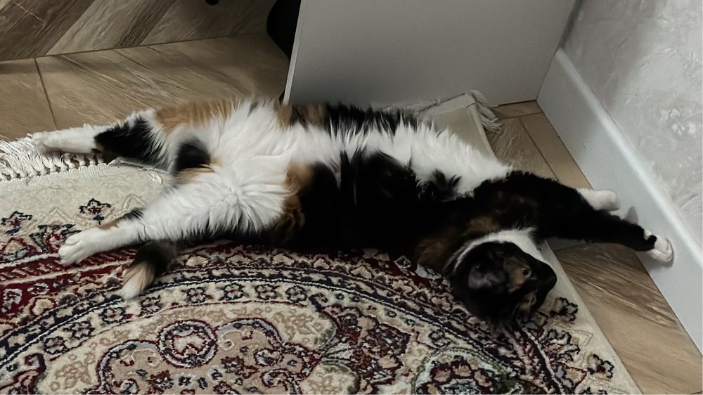 Отдам даром кошку