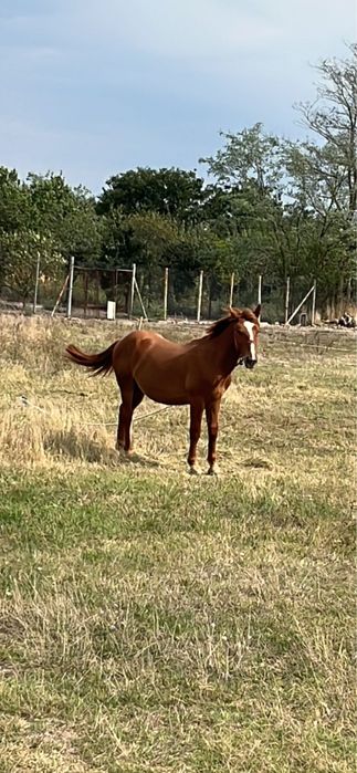 vand cal foarte frumos