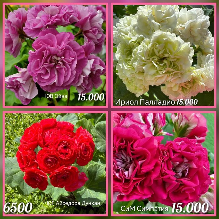 Укорененные черенки пеларгоний