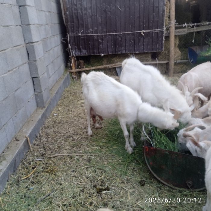 Сүтті орыс ешкі сатылады