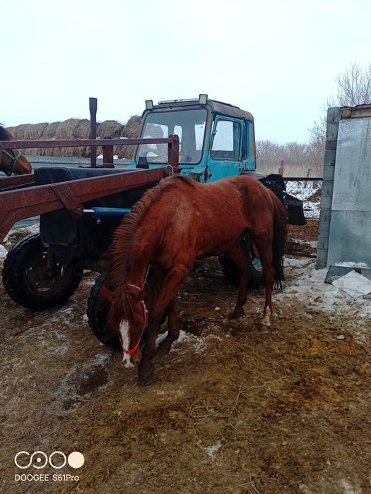 Продам  жеребца.