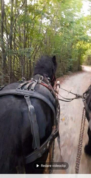 Negru fără semn de vânzare