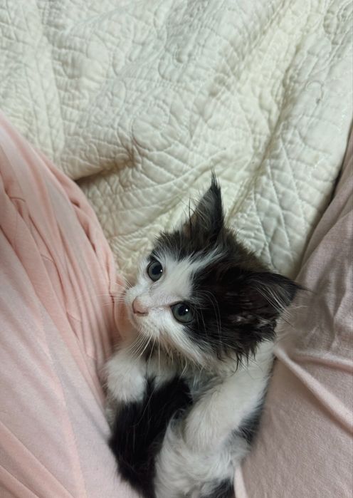 Отдам котенка девочка