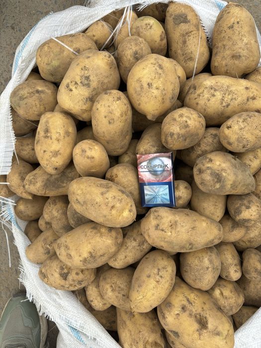 Картофель Гала обьем товарка