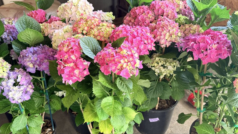 Градинска хортензия (Hydrangea) – едри цъфтящи растения