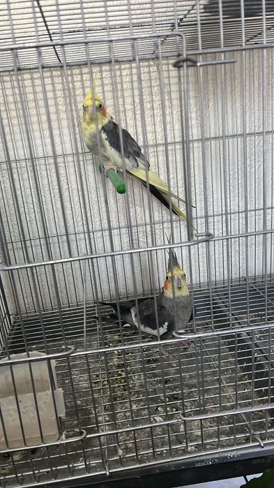 Корелла попугаи на продажу