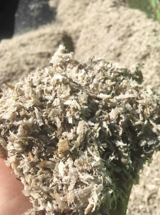 Borhot de sfecla 2025 !