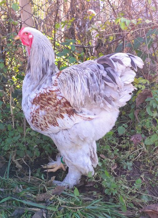 Vând cocoși Brahma Silver Orange