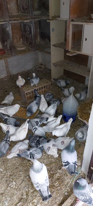 Porumbei voiajori standard de vanzare