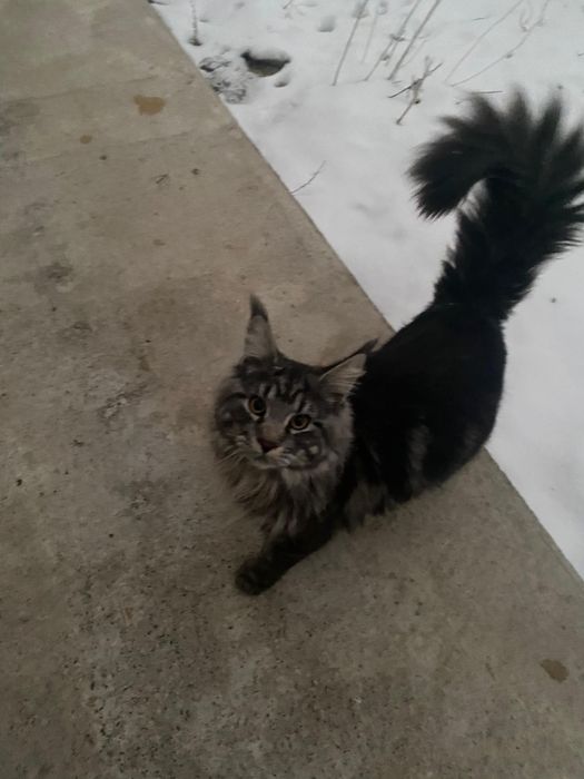 Чистокровный Мейнкун