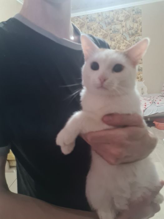 Отдам кота в добрые руки