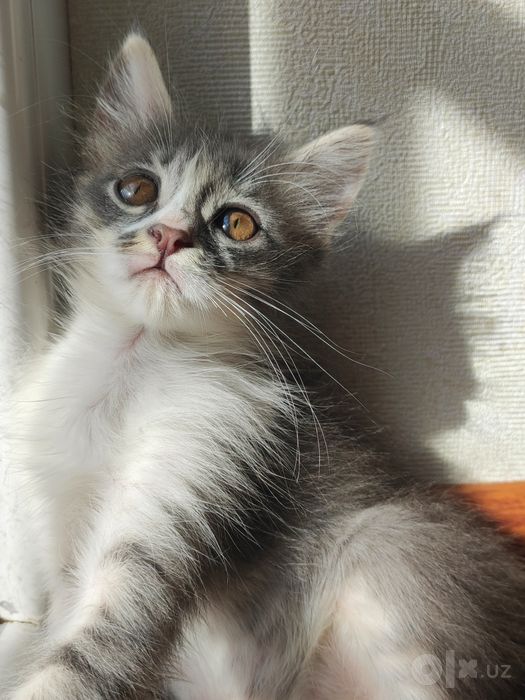 котята в самые добрые руки