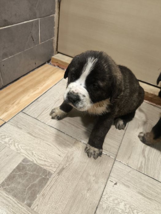 Кане Корсо / Сао Алабай