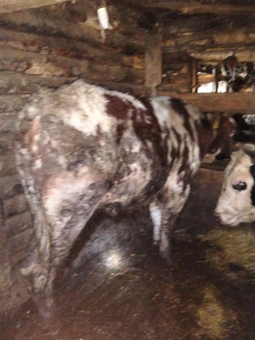 Продам  5 быков и одну телочку