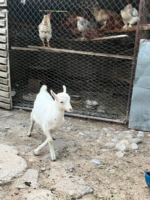 Теке лақтар сатылады