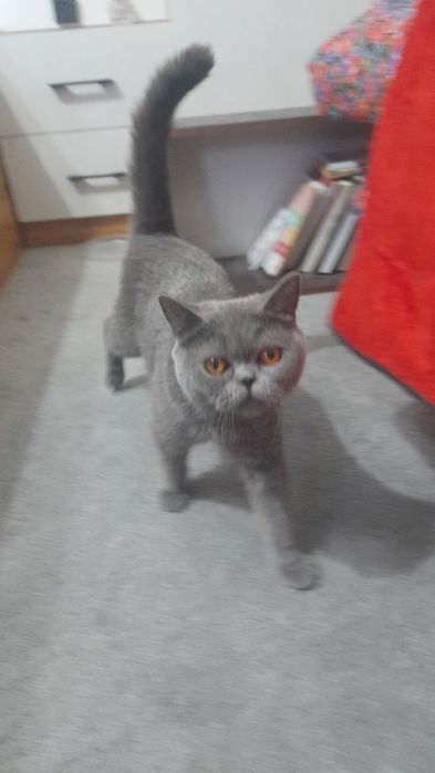 British Shorthair