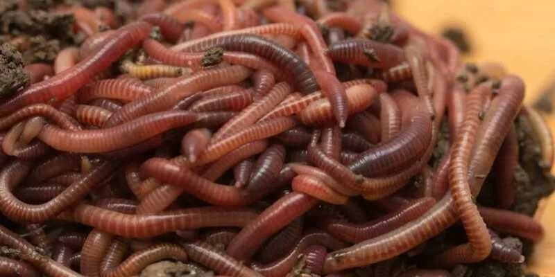 Колифорния чувалчанги