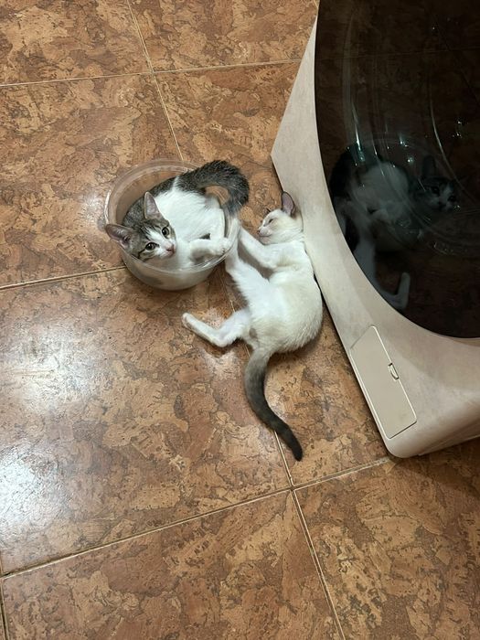 Отдам котят в добрые руки