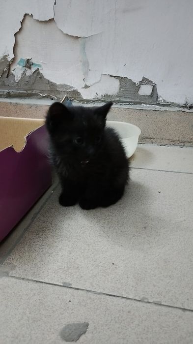 Отдам котенка в хорошие руки